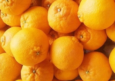 美品　DUORA 10LT 4UG6　廃盤品③ 田の浦柑橘組合